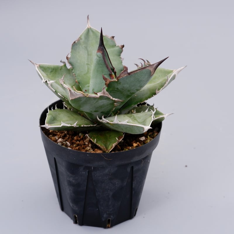 アガベ チタノタ ドワーフ 003 Agave titanota 'Dwarf' | Sunn
