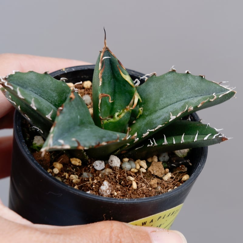 アガベ チタノタ 白鯨 073 Agave titanota white whale | Su