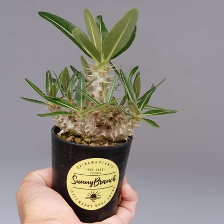 カクチペス 19株セット 実生 パキポディウム 塊根植物 検索用 カクチペス 19株セット 実生 パキポディウム 塊根植物 検索用