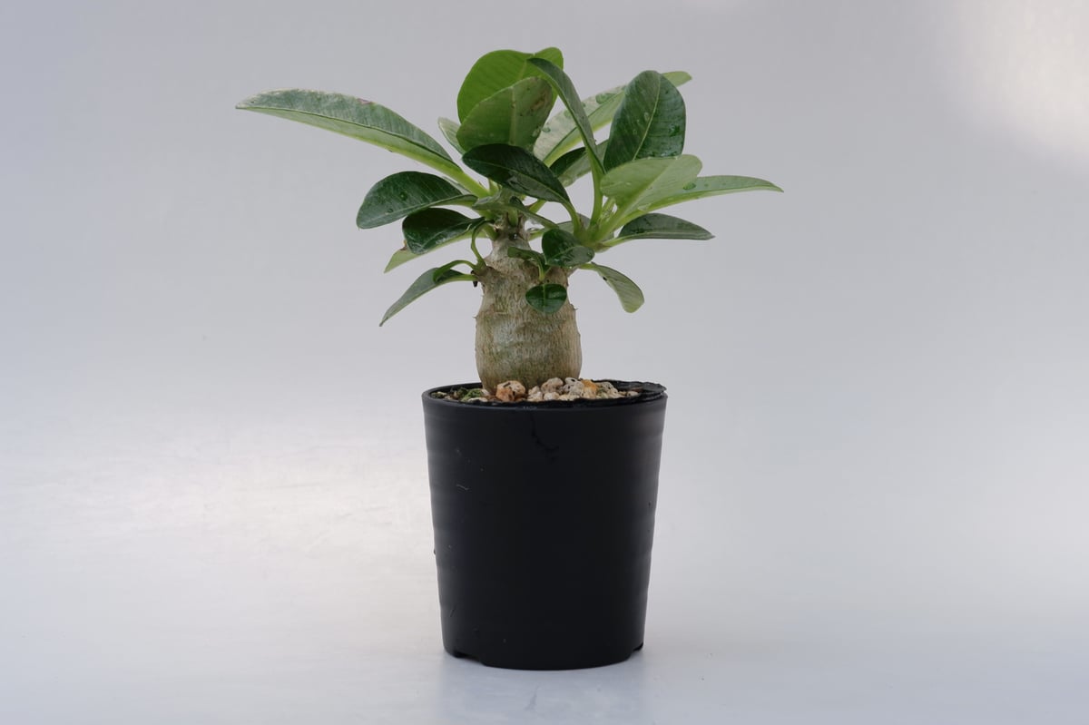 パキポディウム ウィンゾリーSサイズ003 Pachypodiun windsorii | S