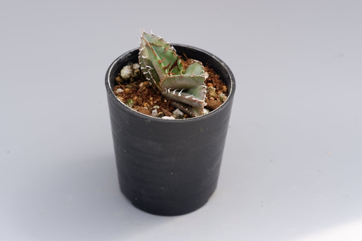 アガベ オテロイ 実生株 Agave oteroi seeding 038 | Sunny