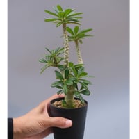 アガベ オテロイ 実生株 Agave oteroi seeding 059 | Sunny