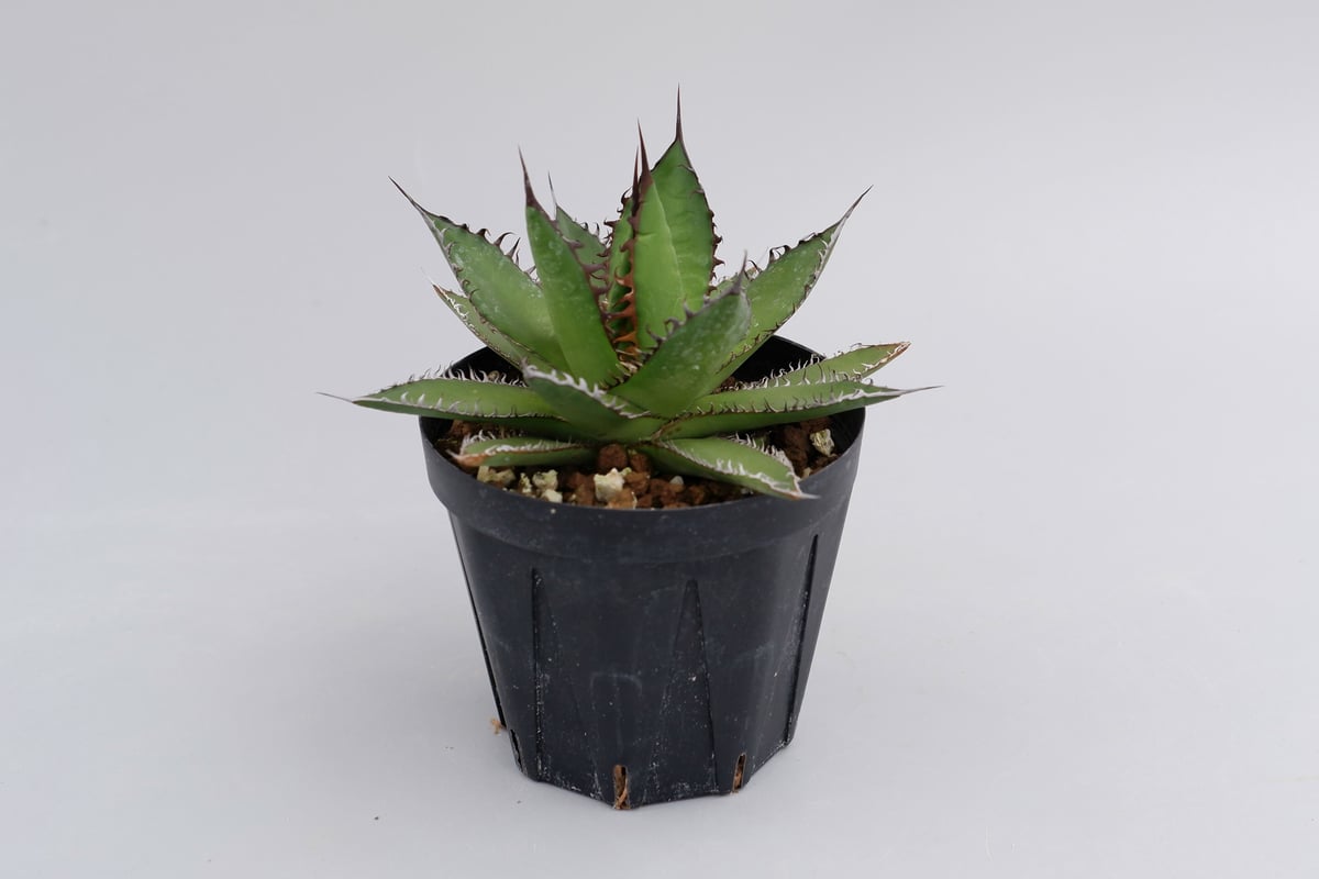 アガベ ホリダ 016 Agave horrida 強棘 | Sunny Branch
