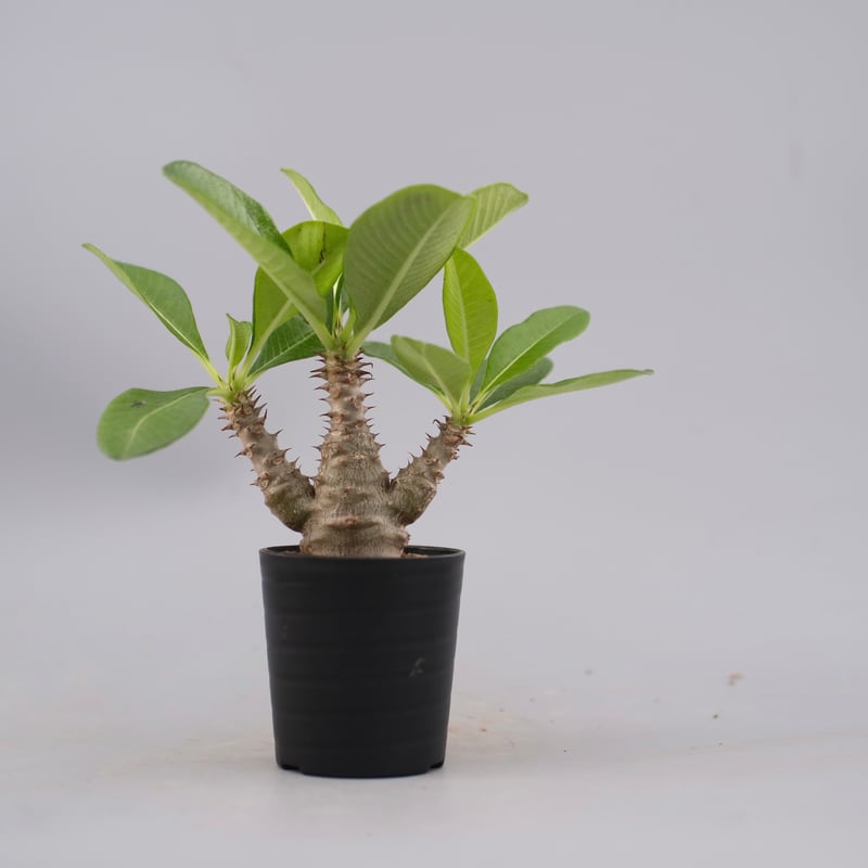 パキポディウム ウィンゾリー Pachypodium windsorii 2021/9/6播種