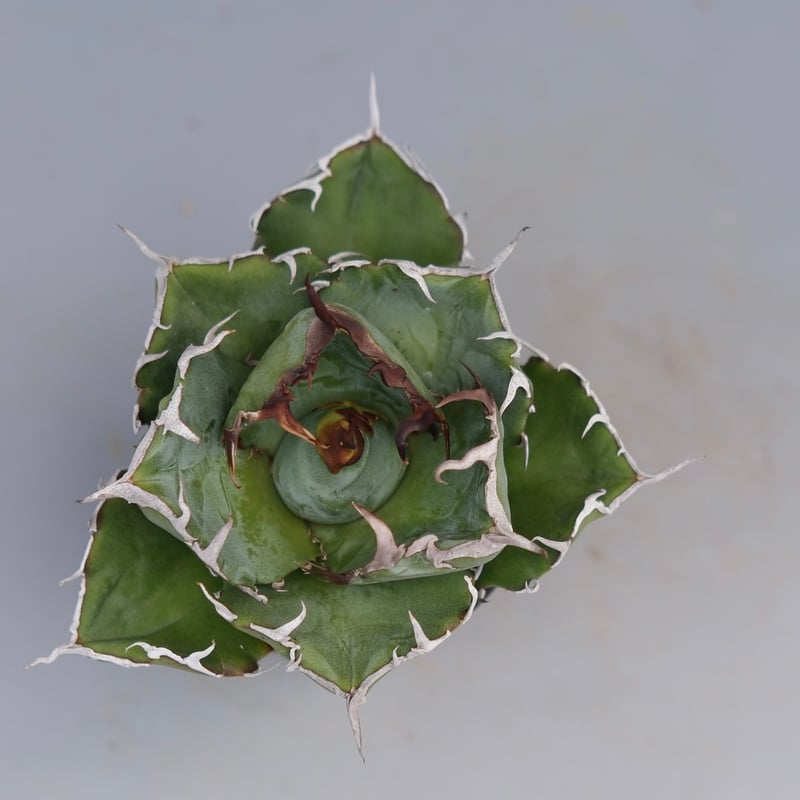 アガベ チタノタ 白鯨 Agave titanota white whale 226 | Su