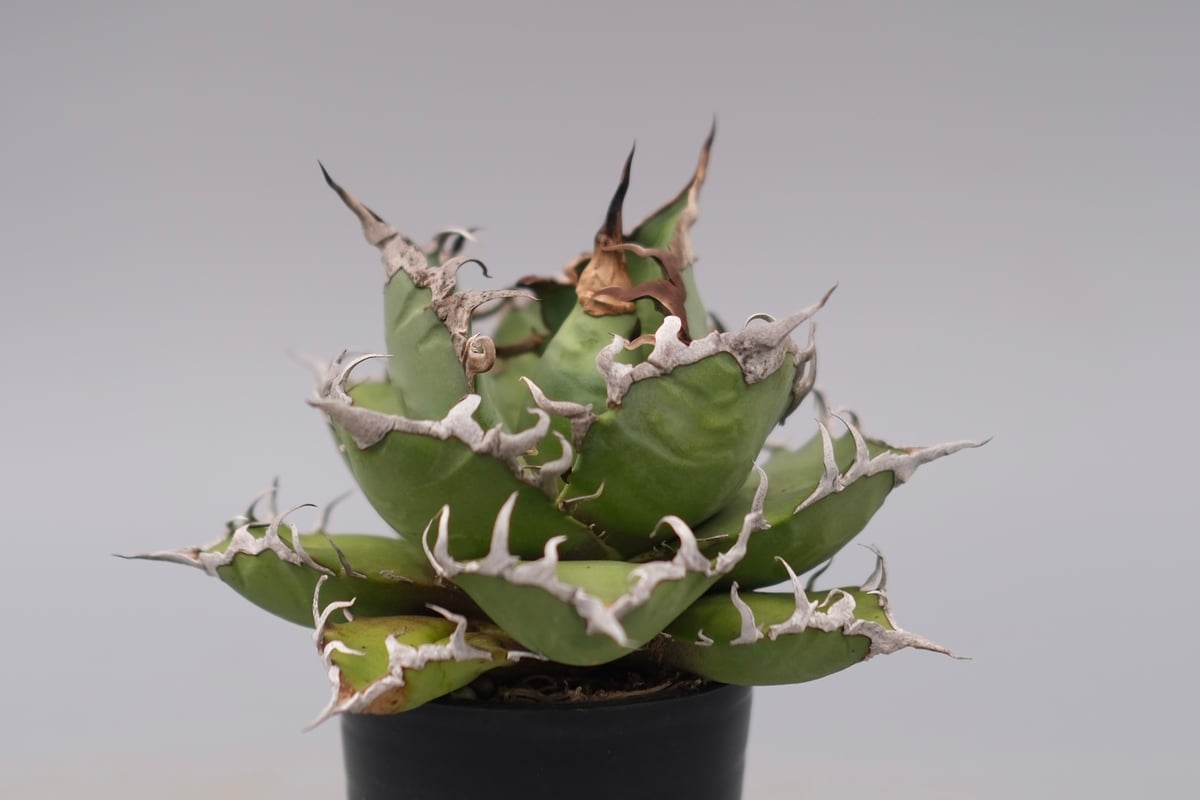 アガベ チタノタ シーザー Agave titanota caesar 183 | Sunny