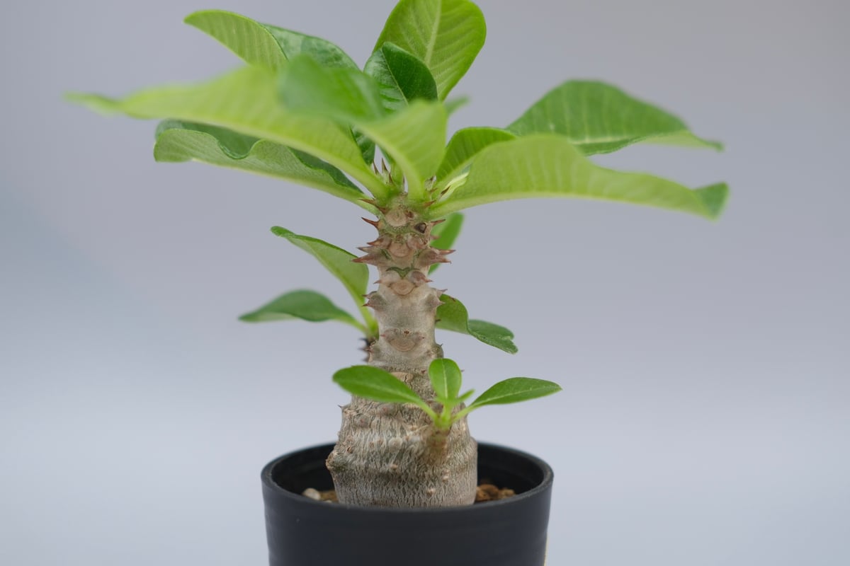 パキポディウム ウィンゾリー 実生株 057 Pachypodium windsorii
