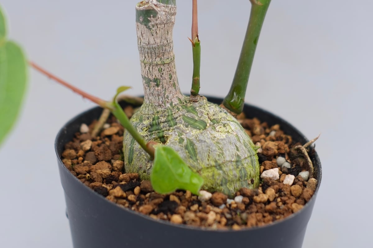 まんまる型 プセウド ボンバックス 049 Pseudobombax ellipticum |