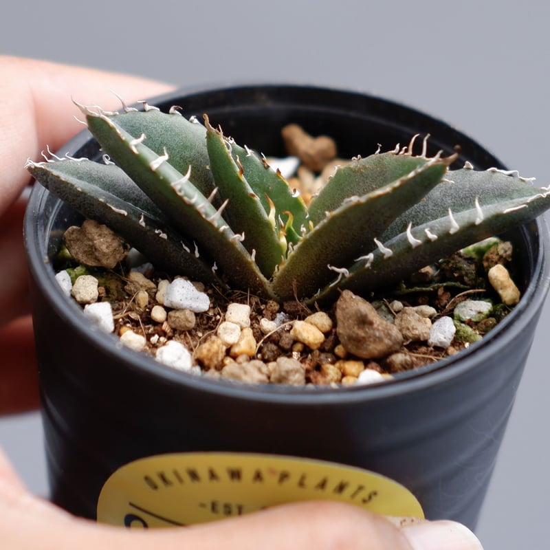 アガベ チタノタ 白鯨 054 Agave titanota white whale | Su