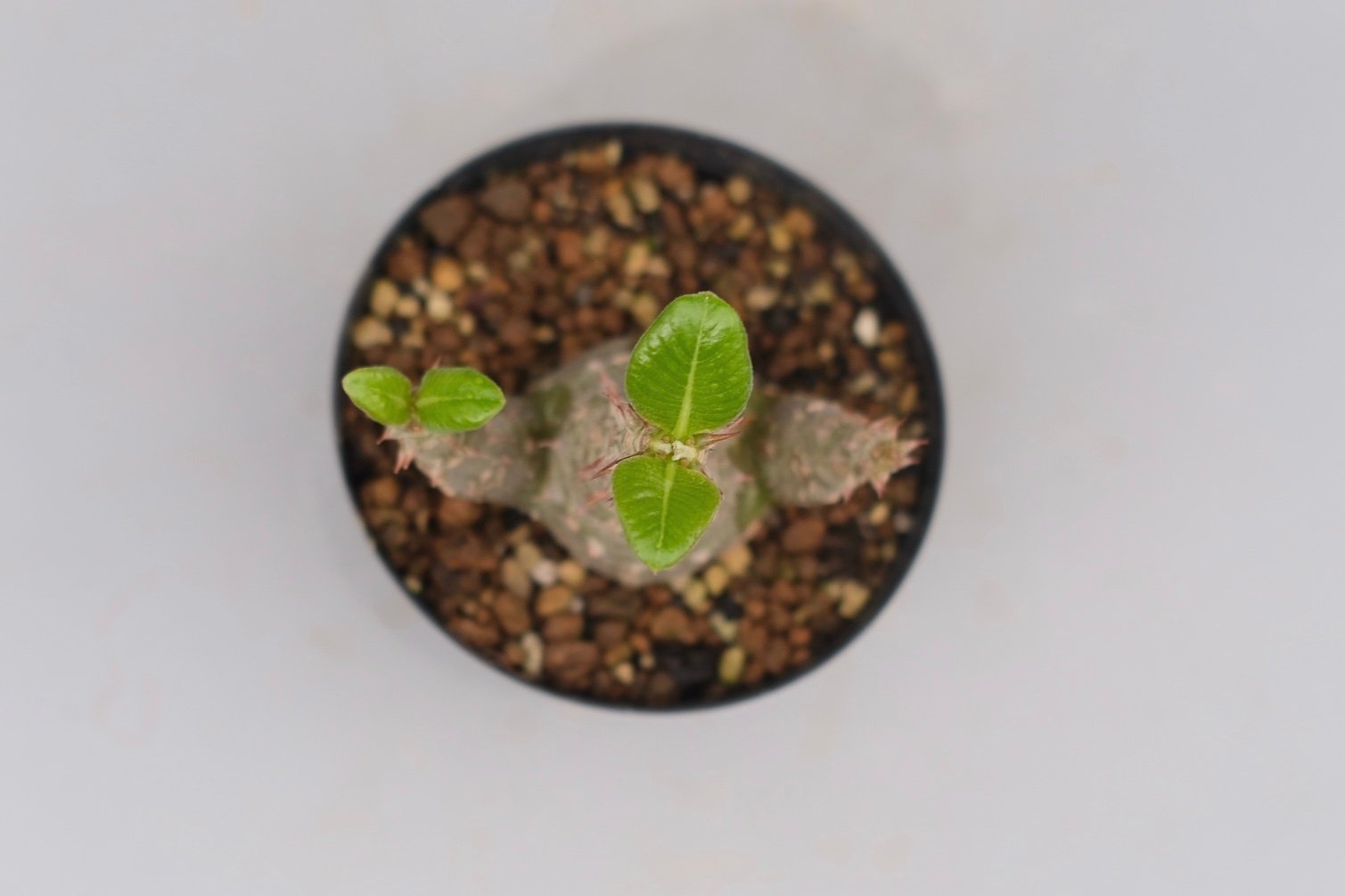 パキポディウム ウィンゾリー 実生株 028 Pachypodium windsorii |