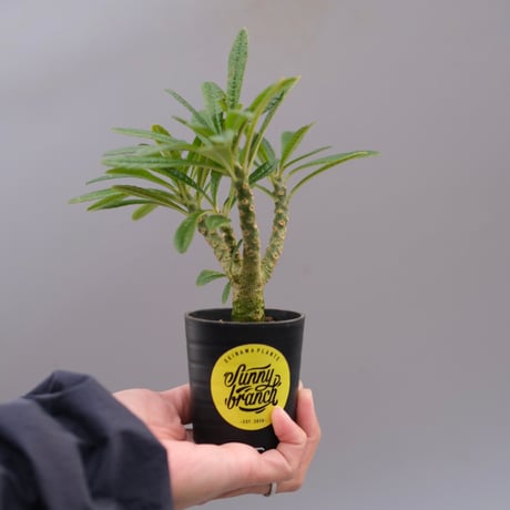 ドルステニアギガス　ブラータ 備忘録 ギガスブラータ① 塊根幅11㎝ 菊鉢8号 頭飛ばしてない方の