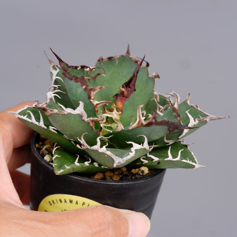 アガベ チタノタ シーザー Agave titanota caesar 146 | Sunny