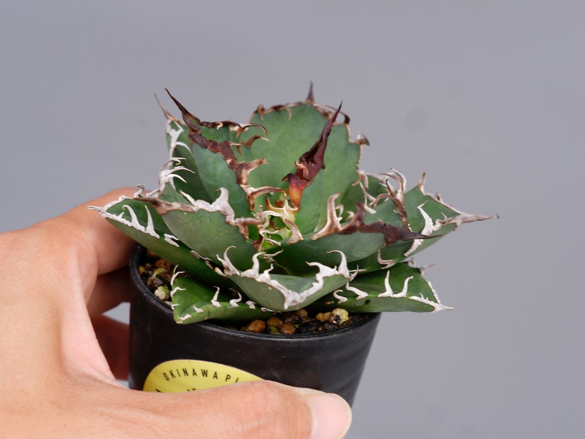 アガベ チタノタ シーザー Agave titanota caesar 146 | Sunny