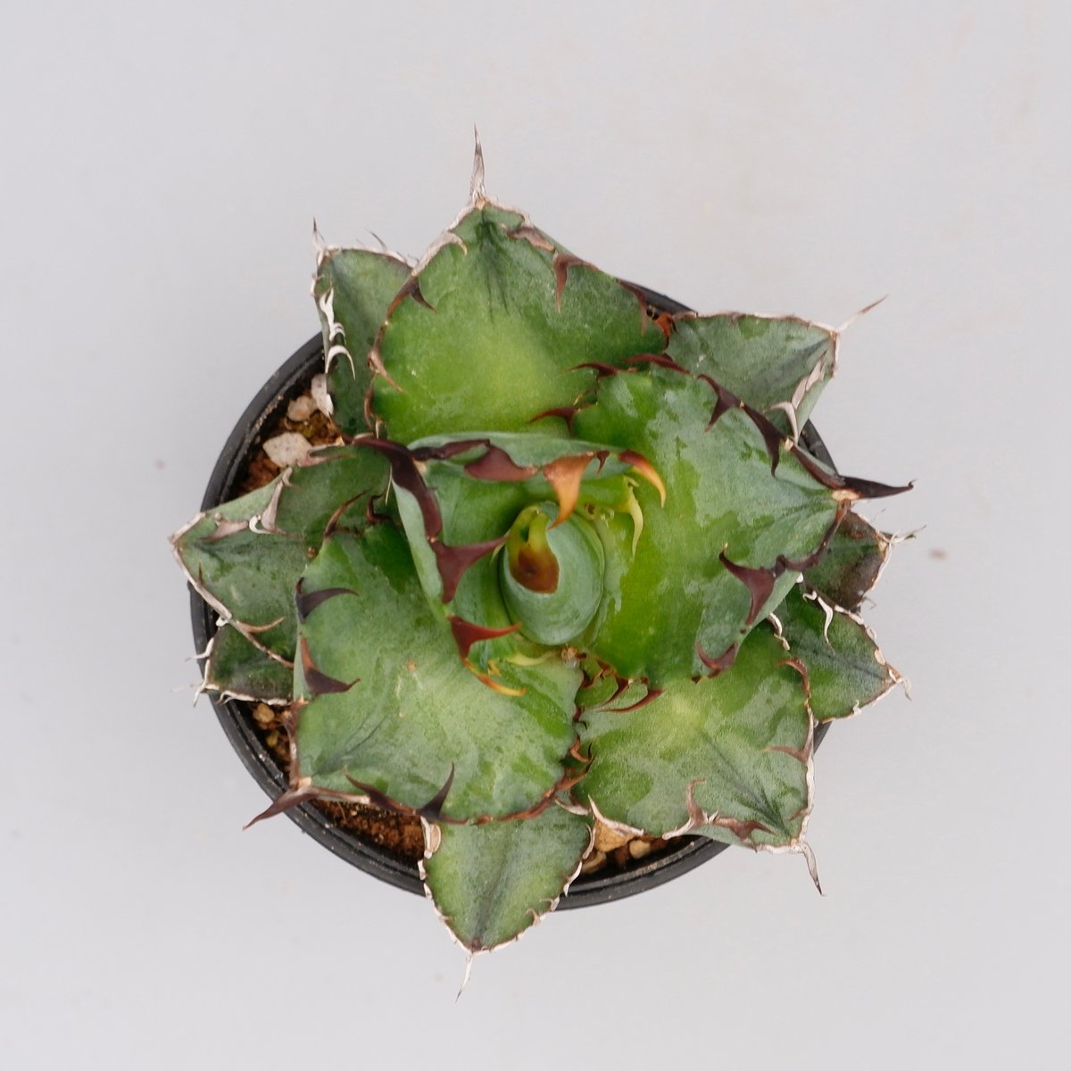 アガベ チタノタ ブラックアンドブルー Agave titanota BB 072 | Sun