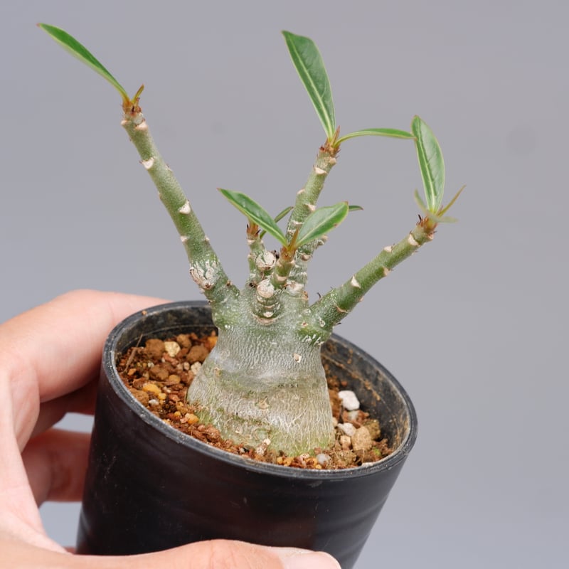【大株】【実生株】アデニウム・ソマレンセ　砂漠の薔薇 大株】【実生株】アデニウム・ソマレンセ 砂漠の薔薇 アデニウム