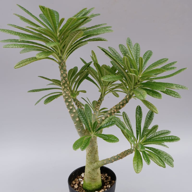 ドルステニア ギガス026 Dorstenia gigas | Sunny Branch