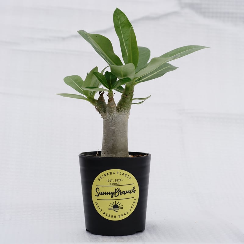アデニウム アラビカム ブラックステム 実生株 Adenium arabicum Black