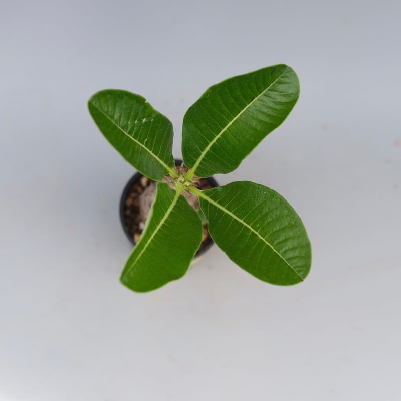 パキポディウム ウィンゾリー 実生株 056 Pachypodium windsorii |