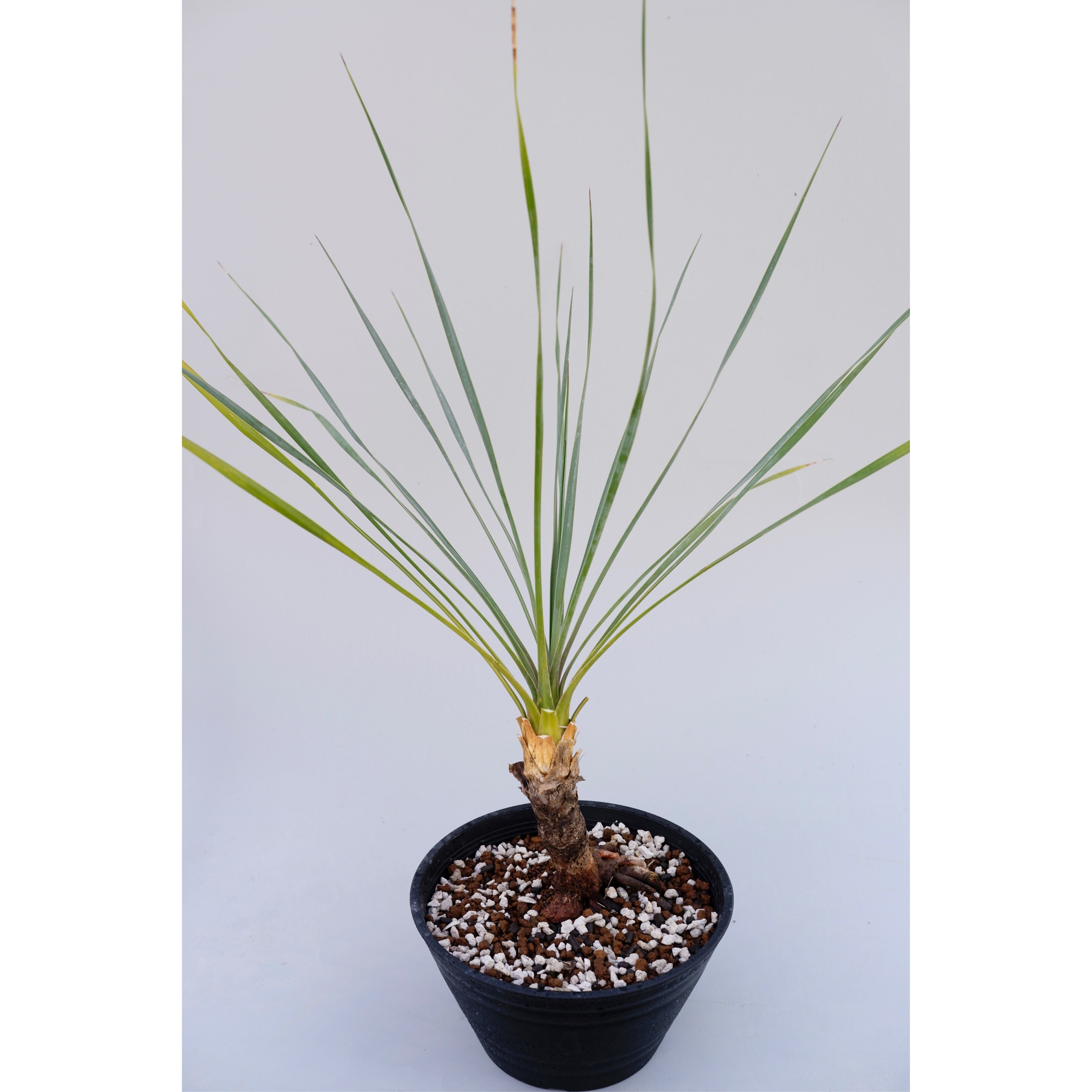 ユッカ ロストラータ 003【幹立ち】 Yucca Rostrata | Sunny Branch