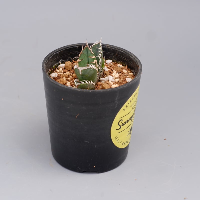 アガベ オテロイ 実生株 Agave oteroi seeding 089 | Sunny