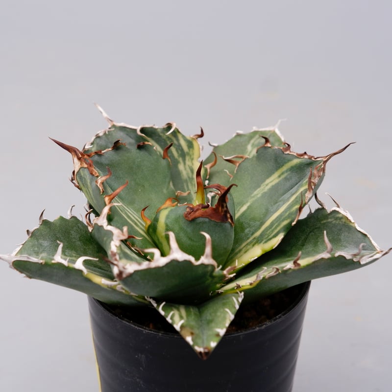 アガベ　白鯨　斑入り 斑入り】アガベ チタノタ 白鯨 Agave titanota white whale 204