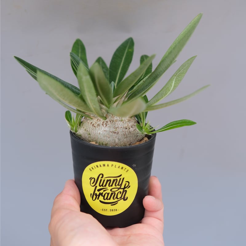パキポディウム エニグマチカム 実生株 Pachypodium enigmaticum