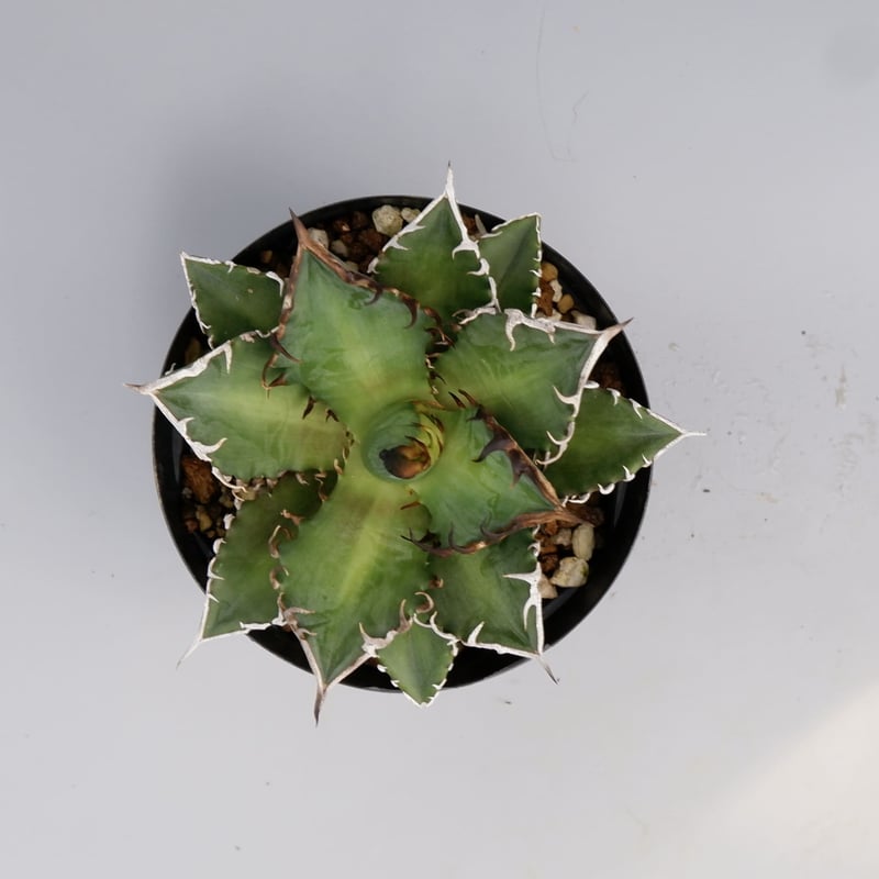 アガベ チタノタ レッドキャットウィーズル Agave titanota Red Catwee