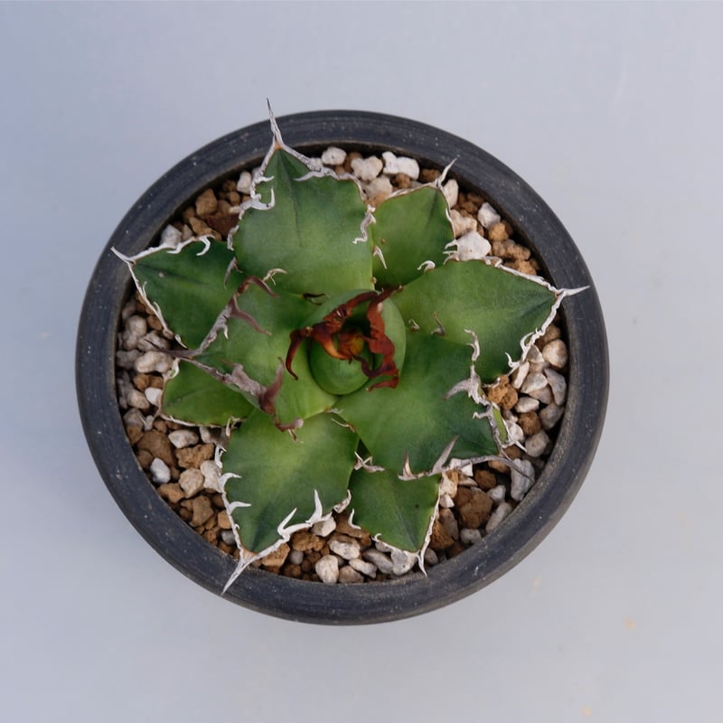 アガベ チタノタ シーザー Agave titanota caesar 005 | Sunny