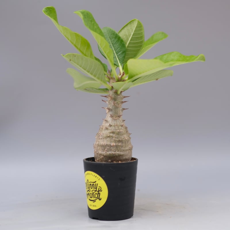 パキポディウム ウィンゾリー 実生株 079 Pachypodium windsorii |