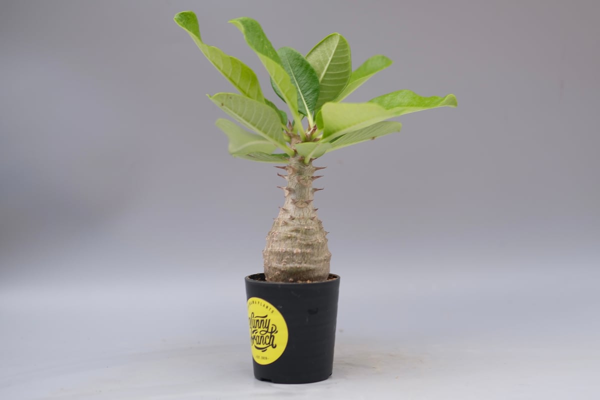 パキポディウム ウィンゾリー 実生株 079 Pachypodium windsorii |