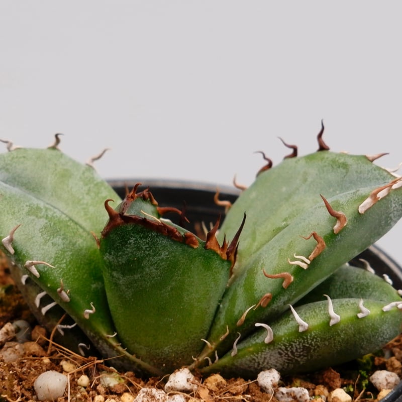 アガベ オテロイ 実生株 Agave oteroi seeding 063 | Sunny