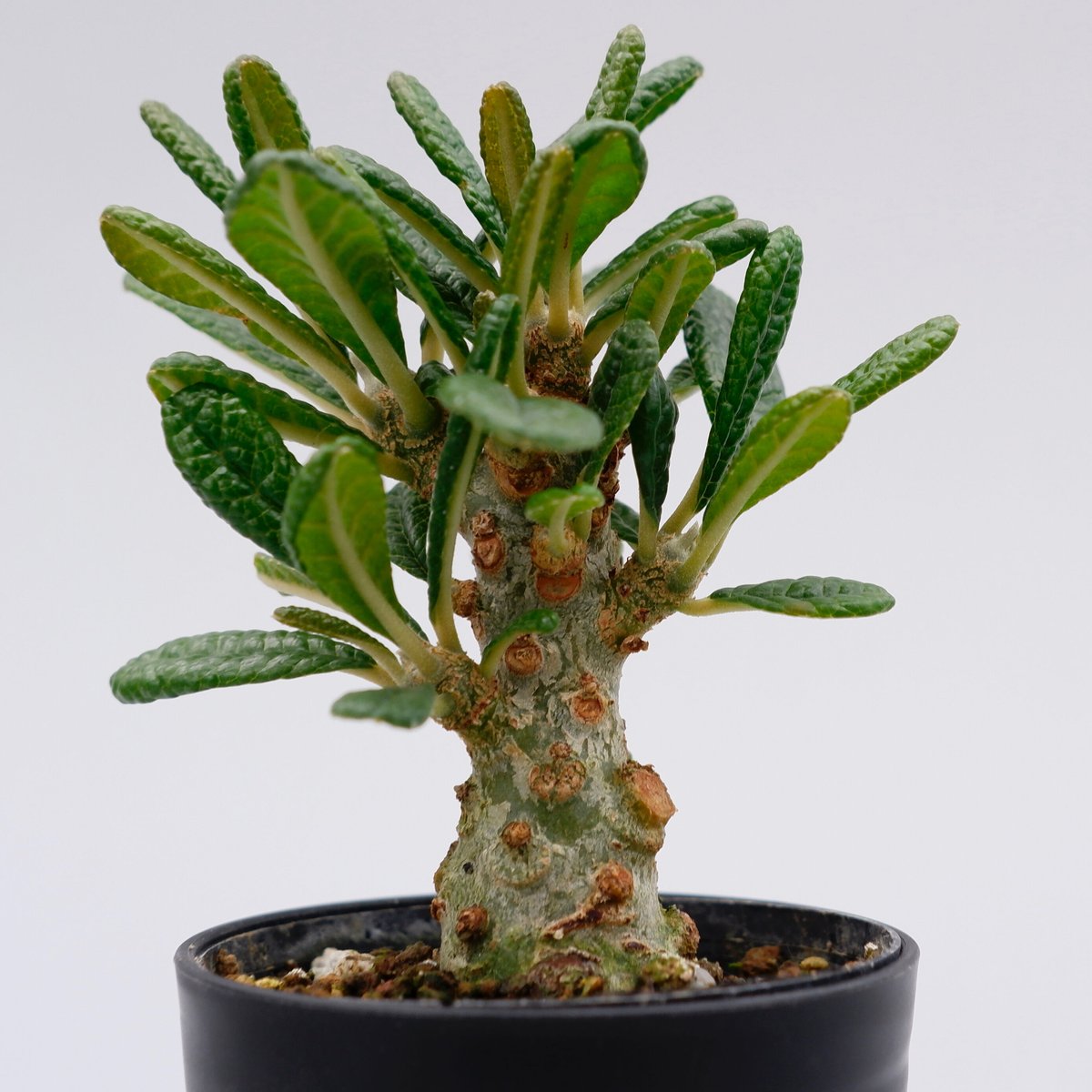 ドルステニア ギガス005 Dorstenia gigas | Sunny Branch