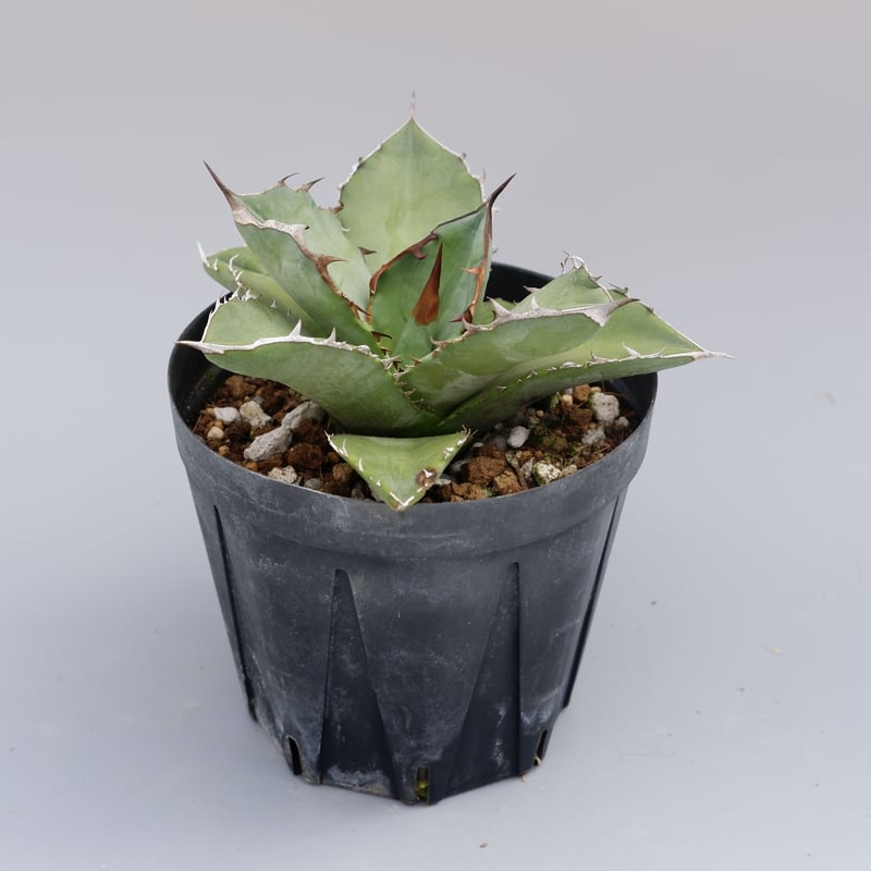 アガベ オテロイ 実生株 Agave oteroi seeding 042 | Sunny アガベ オテロイ 実生株 Agave oteroi seeding 042 | Sunny