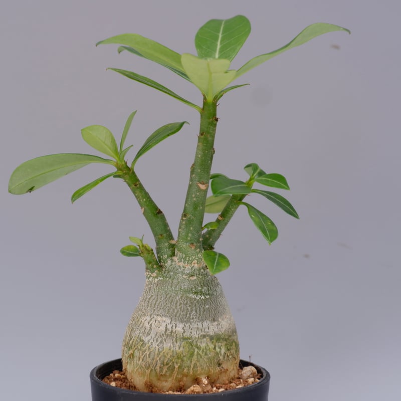 アデニウム ソマレンセ 実生株 Adenium somalense 003 | Sunny B