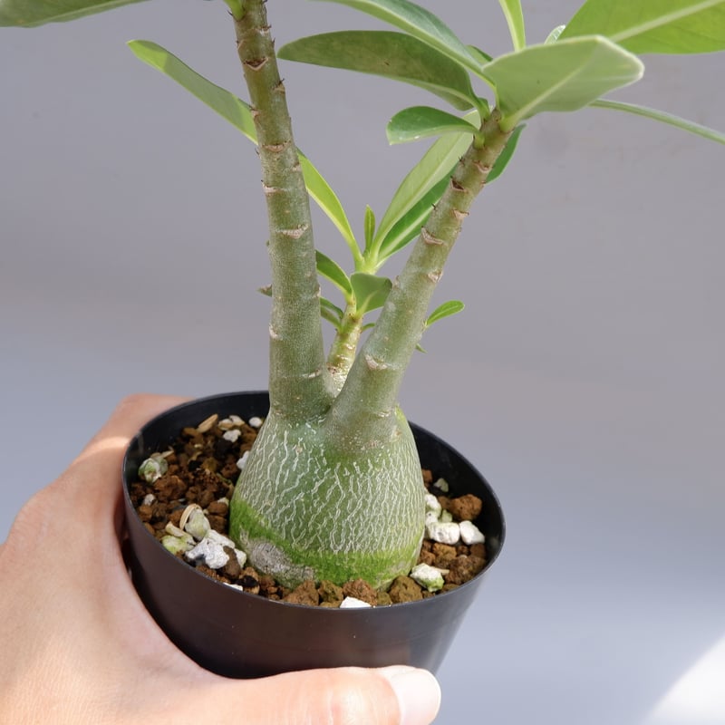 アデニウム アラビカム PNW 実生株 Adenium arabicum Phet na wa