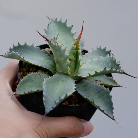agavepotatorum | STORES