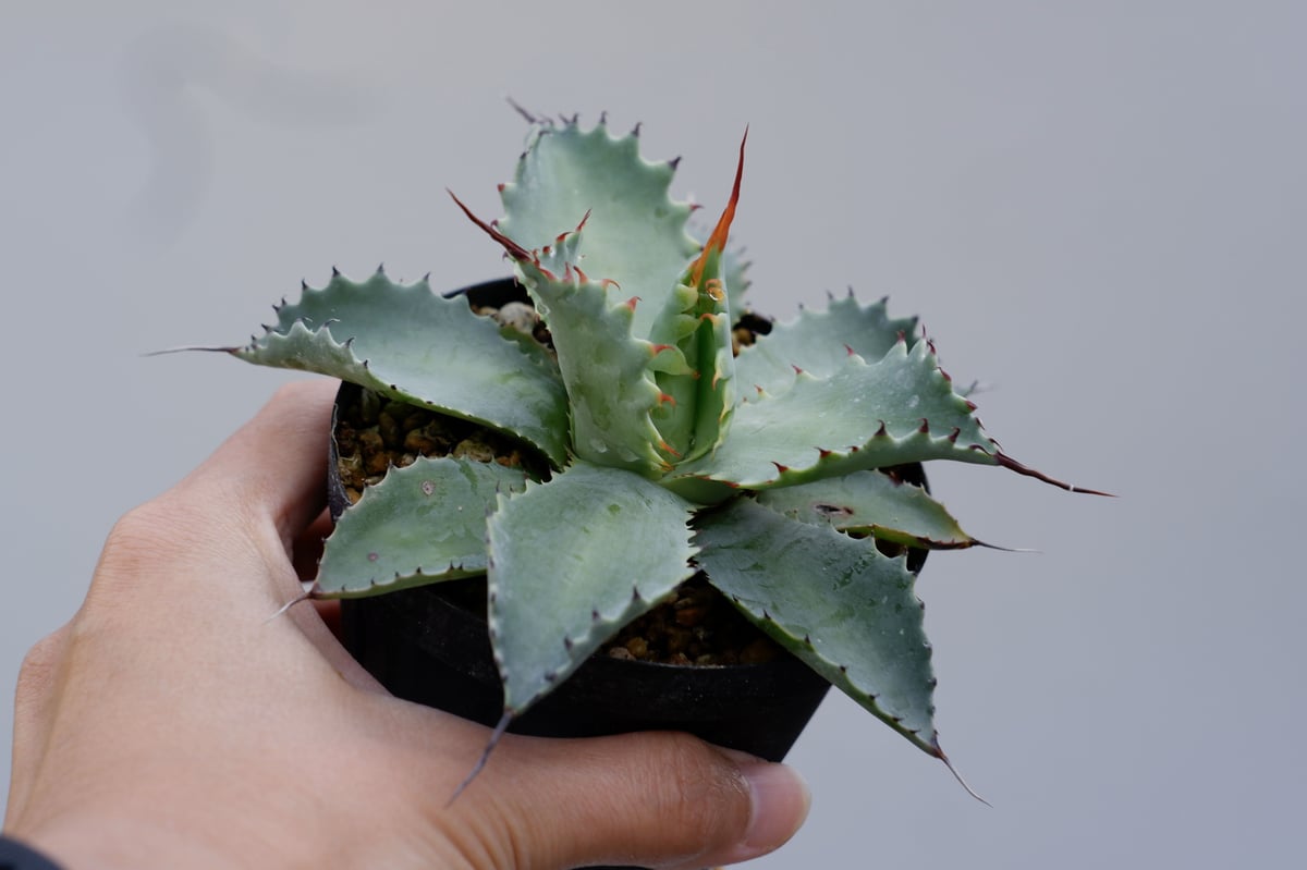 アガベ ポタトラム スポーン003 Agave Potatorum 'SPAWN' | Sun アガベ ポタトラム スポーン003 Agave Potatorum 'SPAWN' | Sun