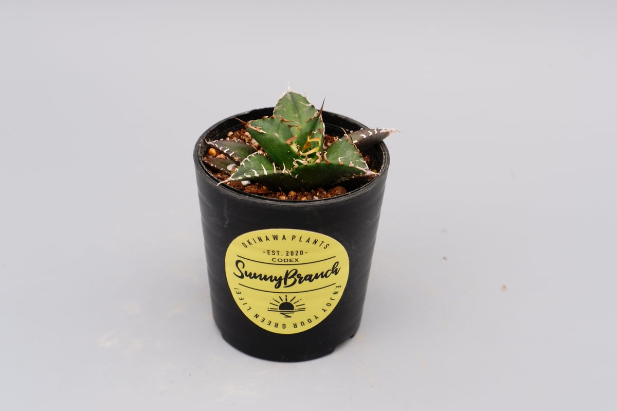 【親株】アガベ チタノタ シーザー アガベ チタノタ シーザー Agave titanota caesar 093 | Sunny