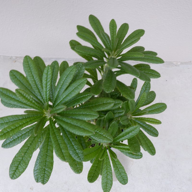 ドルステニア ギガス002 Dorstenia gigas | Sunny Branch