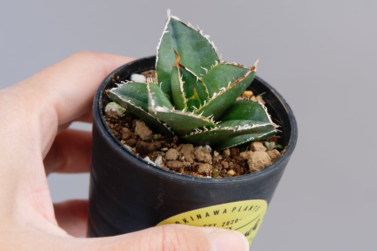 アガベ チタノタ 白鯨 Agave titanota white whale 129 | Su