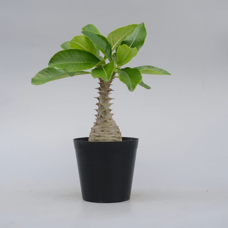 パキポディウム ウィンゾリー 実生株 076 Pachypodium windsorii |