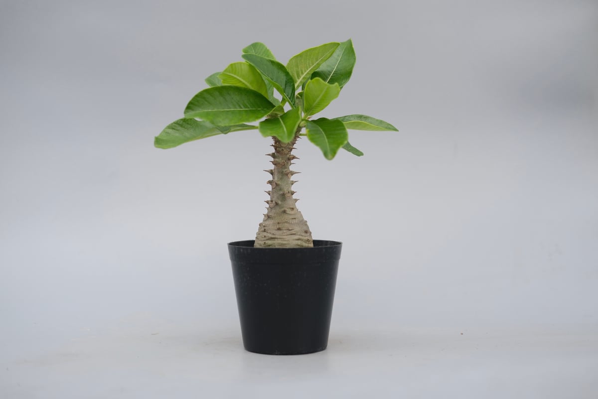 パキポディウム ウィンゾリー 実生株 076 Pachypodium windsorii |
