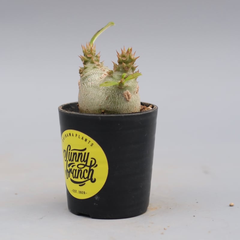 パキポディウム ウィンゾリー 実生株 119 Pachypodium windsorii |