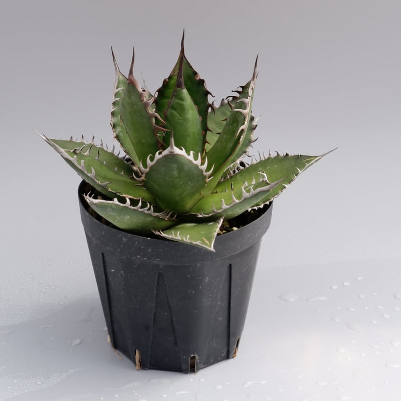 アガベ ホリダ 026 Agave horrida 強棘 | Sunny Branch