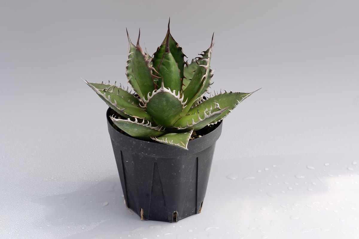 アガベホリダ極上株　Agave horrida No.AHRD010 アガベ ホリダ / Agave horrida ssp. horrida #6 | Ducks