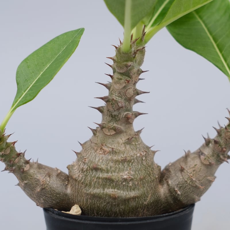 パキポディウム ウィンゾリー 実生株 074 Pachypodium windsorii |