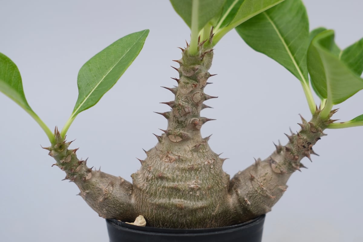パキポディウム ウィンゾリー 実生株 074 Pachypodium windsorii |