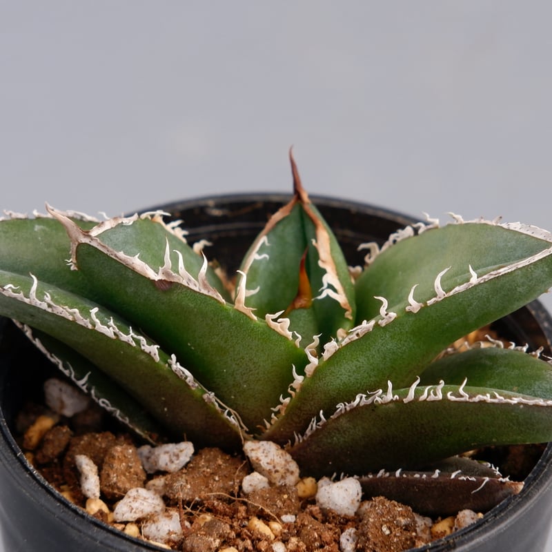 アガベ チタノタ 白鯨 Agave titanota white whale 133 | Su