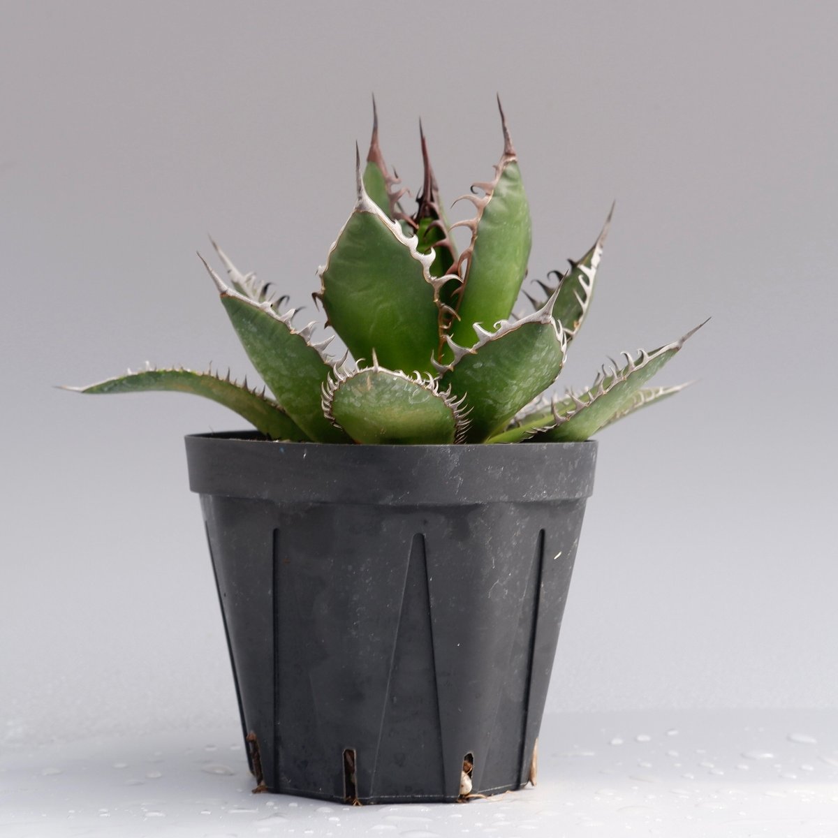 アガベ ホリダ 026 Agave horrida 強棘 | Sunny Branch