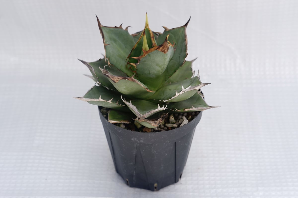 Agave Titanota IVORY W.A 　子株 Agave Titanota IVORY W.A 子株 - メルカリ